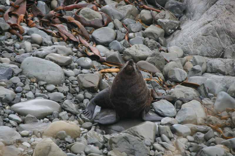 Nieuw-Zeeland 2011 - 1082